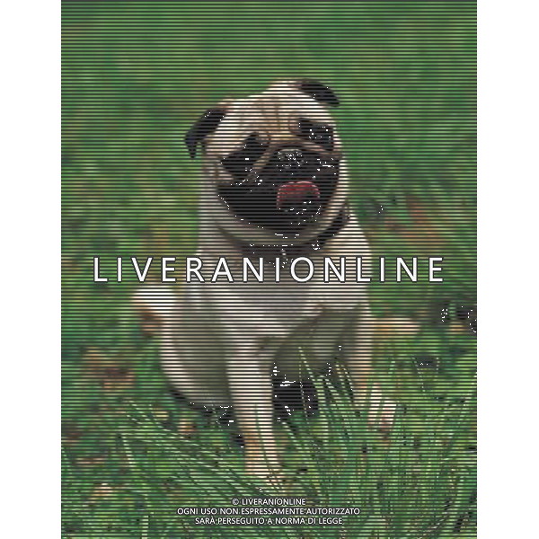 ANIMALI VARIE NELLA FOTO CANE CARLINO AGENZIA ALDO LIVERANI IFC