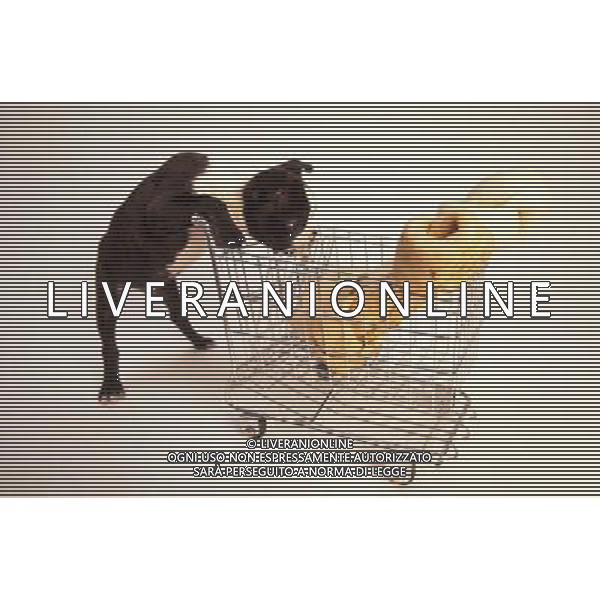 ANIMALI VARIE NELLA FOTO CANE CON OSSO AGENZIA ALDO LIVERANI IFC
