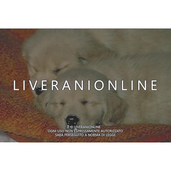 ANIMALI VARIE NELLA FOTO CUCCIOLO DI CANE LABRADOR AGENZIA ALDO LIVERANI IFC