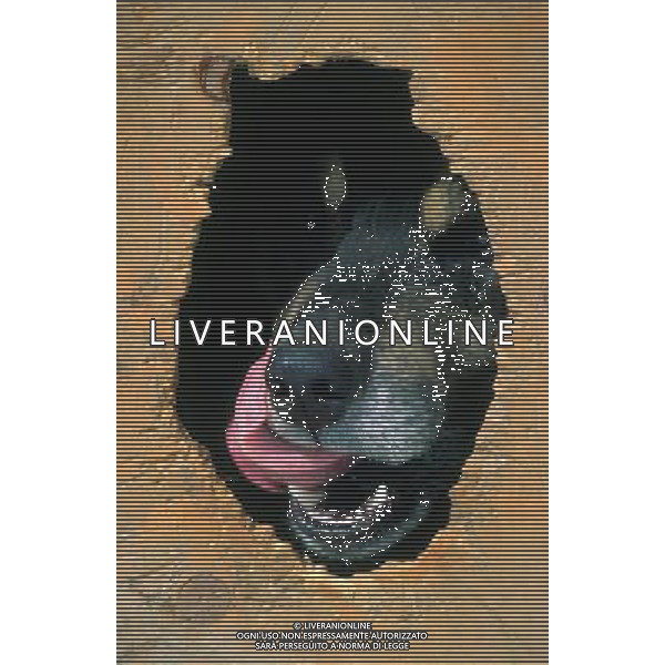 ANIMALI VARIE NELLA FOTO CANE METICCIO AGENZIA ALDO LIVERANI IFC
