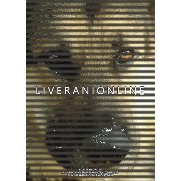 ANIMALI nella foto: CANE PASTORE TEDESCO ALDO LIVERANI IFC