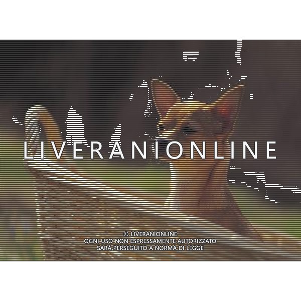 ANIMALI VARIE NELLA FOTO CANE PINCHER AGENZIA ALDO LIVERANI IFC