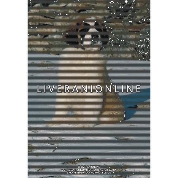 ANIMALI VARIE NELLA FOTO CUCCIOLO DI CANE SAN BERNARDO AGENZIA ALDO LIVERANI IFC