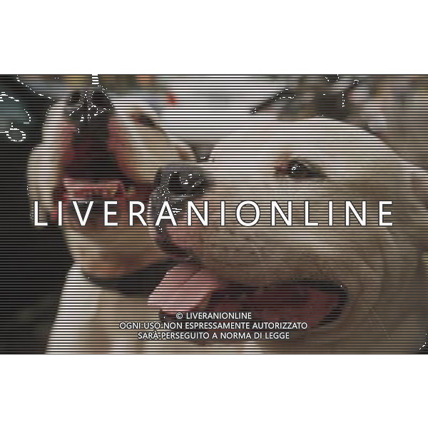 ANIMALI VARIE NELLA FOTO CANE PITBULL AGENZIA ALDO LIVERANI IFC