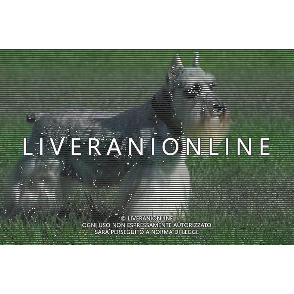 ANIMALI VARIE NELLA FOTO CANE SCHNAUZER AGENZIA ALDO LIVERANI IFC