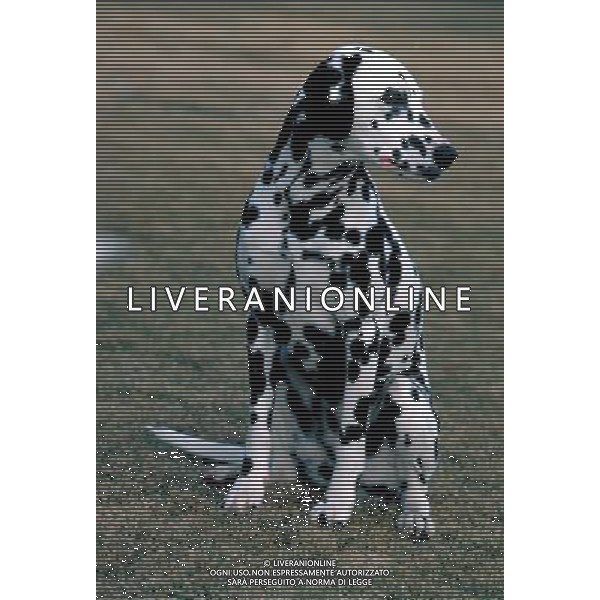ANIMALI nella foto: CANE DALMATA ALDO LIVERANI IFC