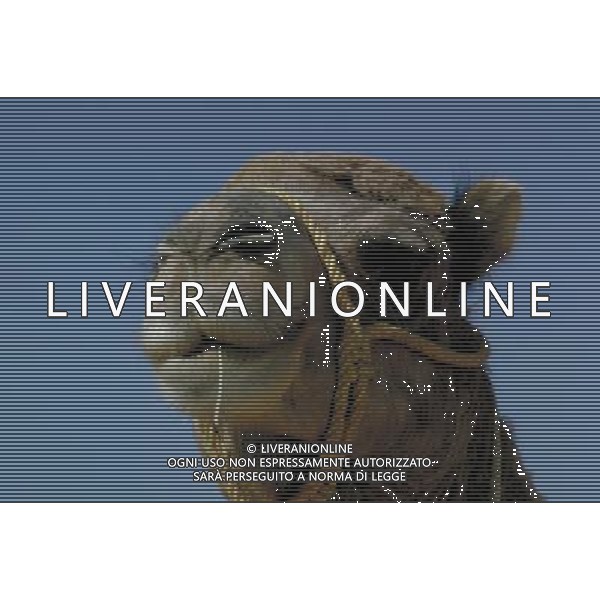 ANIMALI VARIE NELLA FOTO CAMMELLO AGENZIA ALDO LIVERANI IFC