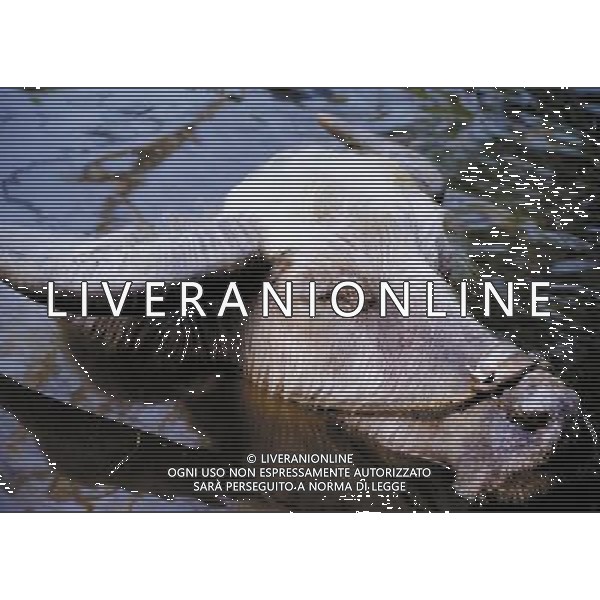 ANIMALI VARIE NELLA FOTO BUFALO AGENZIA ALDO LIVERANI IFC