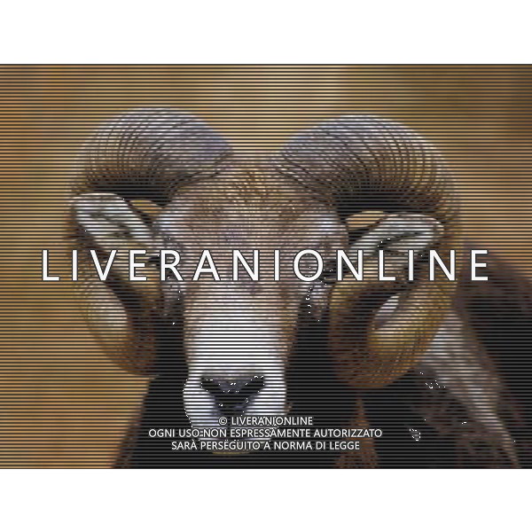 ANIMALI nella foto: ARIETE ALDO LIVERANI IFC