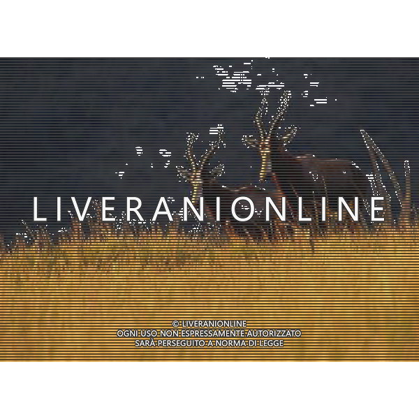 ANIMALI VARIE NELLA FOTO ANTILOPE AGENZIA ALDO LIVERANI IFC