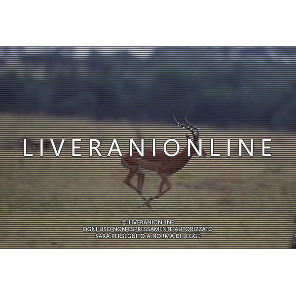 ANIMALI VARIE NELLA FOTO ANTILOPE AGENZIA ALDO LIVERANI IFC