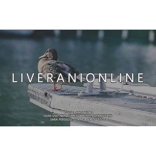 ANIMALI VARIE NELLA FOTO ANATRA AGENZIA ALDO LIVERANI IFC
