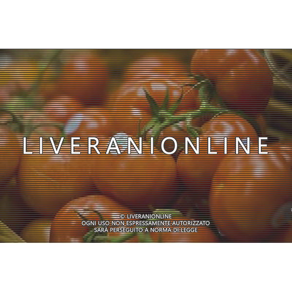 Tomatoes on the vine are seen in a supermarket in New York on Tuesday, February 25, 2014. U.S. producer prices rose in January 2014, spurred on by higher food prices which jumped 1 percent. ©PHOTOSHOT/AGENZIA ALDO LIVERANI SAS - ITALY ONLY - EDITORIAL USE ONLY