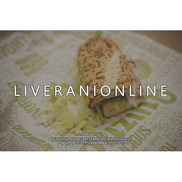 A tasty submarine sandwich from a Quiznos franchise in New York on Monday, February 24, 2014. Avenue Capital, the owner of the sandwich chain, is in talks to restructure $600 million in debt. The lenders gave the chain until February 28 to settle with its creditors. Quiznos has 2300 stores compared to competitor Subway with 26,000 stores in the US alone. ©PHOTOSHOT/AGENZIA ALDO LIVERANI SAS - ITALY ONLY - EDITORIAL USE ONLY