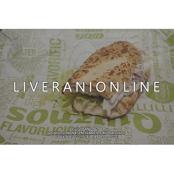 A tasty submarine sandwich from a Quiznos franchise in New York on Monday, February 24, 2014. Avenue Capital, the owner of the sandwich chain, is in talks to restructure $600 million in debt. The lenders gave the chain until February 28 to settle with its creditors. Quiznos has 2300 stores compared to competitor Subway with 26,000 stores in the US alone. ©PHOTOSHOT/AGENZIA ALDO LIVERANI SAS - ITALY ONLY - EDITORIAL USE ONLY