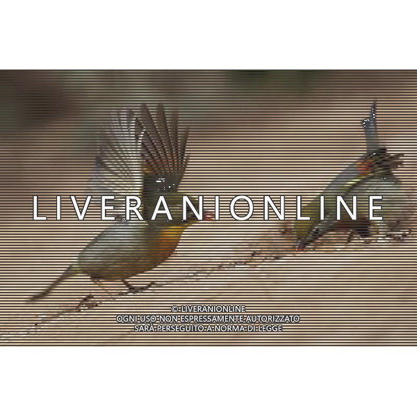 (140310) -- QINGDAO, March 10, 2014 () -- Two red-billed leithorixes are seen in the Zhanshan Temple in Qingdao, east China\'s Shandong Province, March 9, 2014. (/Wang Haibin) (lmm) AG ALDO LIVERANI SAS ONLY ITALY