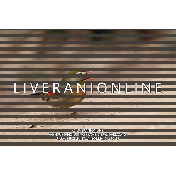 (140310) -- QINGDAO, March 10, 2014 () -- A red-billed leithorix is seen in the Zhanshan Temple in Qingdao, east China\'s Shandong Province, March 9, 2014. (/Wang Haibin) (lmm) AG ALDO LIVERANI SAS ONLY ITALY