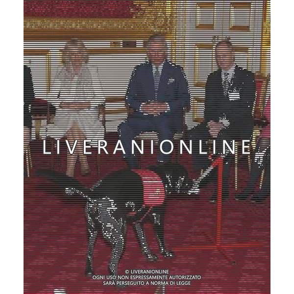 LONDON, ENGLAND - MARCH 11: Prince Charles, Prince of Wales and Camilla, Duchess of Cornwall watch a demonstration by Medical Detection Dogs at St James\'s Palace on March 11, 2014 in London, England. ©photoshot/AGENZIA ALDO LIVERANI SAS - ITALY ONLY - REALI INGLESI: Il Principe Carlo e Camilla Duchessa di Cornovaglia durante una dimostrazione di cani rilevazione mediche a Palazzo San Giacomo il 11 Marzo 2014 a Londra, Inghilterra. 