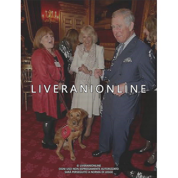 LONDON, ENGLAND - MARCH 11: Downtown Abbey actress Lesley Nicol shares holds on to Medical Detection Dog as she laughs with Prince Charles, Prince of Wales and Camilla, Duchess of Cornwall during a demonstration by medical dogs at St James\'s Palace on March 11, 2014 in London, England. ©photoshot/AGENZIA ALDO LIVERANI SAS - ITALY ONLY - REALI INGLESI: Il Principe Carlo e Camilla Duchessa di Cornovaglia durante una dimostrazione di cani rilevazione mediche a Palazzo San Giacomo il 11 Marzo 2014 a Londra, Inghilterra. 