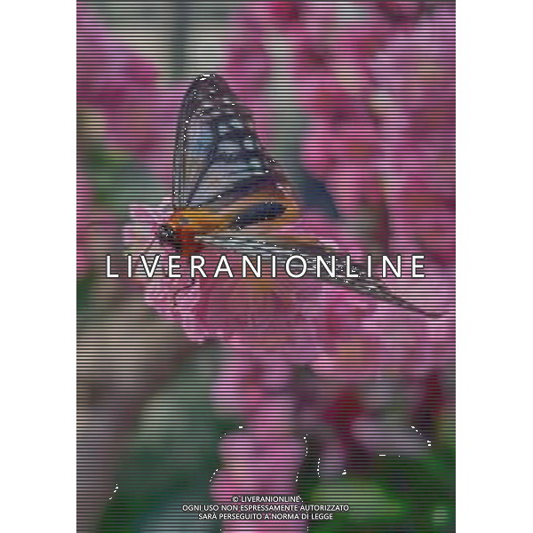 (140311) -- WUXI, March 11, 2014 () -- A butterfly perches on a bunch of cherry blossoms in the Yuantouzhu Scenic Area in Wuxi, east China\'s Jiangsu Province, March 11, 2014. A peninsula stretching into the Taihu Lake, the Yuantouzhu Scenic Area is known for its cherry blossoms in spring. (/Luo Jun) (lmm) ©photoshot/AGENZIA ALDO LIVERANI SAS - ITALY ONLY - Alberi di ciliegio in fiore