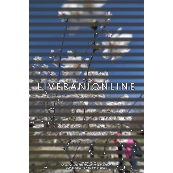 (140321) -- BEIJING, March 21, 2014 () -- Cherry blossoms are seen at Yuyuantan Park in Beijing, capital of China, March 21, 2014. (/Li Jundong) (ry) ©photoshot/AGENZIA ALDO LIVERANI SAS - ITALY ONLY - Alberi di ciliegio in fiore