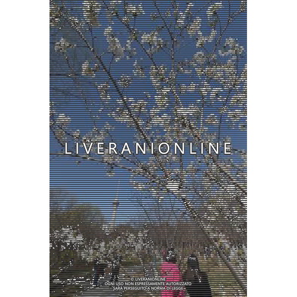 (140321) -- BEIJING, March 21, 2014 () -- Tourists view cherry blossoms at Yuyuantan Park in Beijing, capital of China, March 21, 2014. (/Li Jundong) (ry) ©photoshot/AGENZIA ALDO LIVERANI SAS - ITALY ONLY - Alberi di ciliegio in fiore