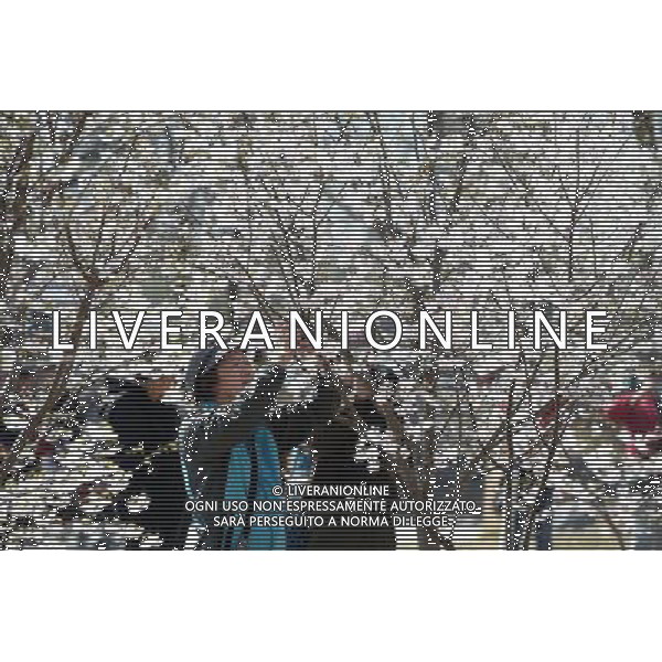 (140321) -- BEIJING, March 21, 2014 () -- Tourists take photos of cherry blossoms at Yuyuantan Park in Beijing, capital of China, March 21, 2014. (/Li Jundong) (ry) ©photoshot/AGENZIA ALDO LIVERANI SAS - ITALY ONLY - Alberi di ciliegio in fiore