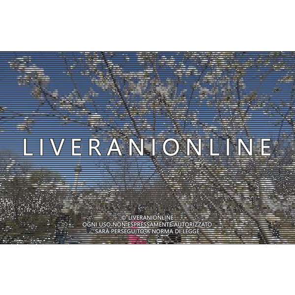 (140321) -- BEIJING, March 21, 2014 () -- Tourists view cherry blossoms at Yuyuantan Park in Beijing, capital of China, March 21, 2014. (/Li Jundong) (ry) ©photoshot/AGENZIA ALDO LIVERANI SAS - ITALY ONLY - Alberi di ciliegio in fiore