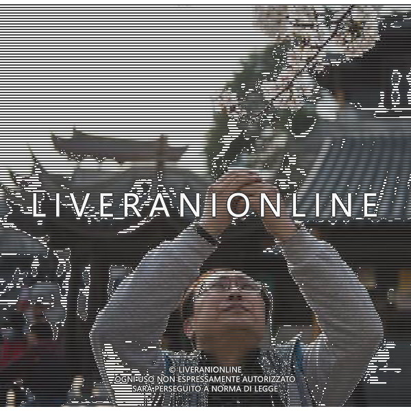 (140323) -- NANJING , March 23, 2014 () -- A tourist takes pictures of cherry blossoms near the Jiming Temple in Nanjing, capital of east China\'s Jiangsu Province, March 23, 2014. Nanjing has entered the best season for viewing cherry blossoms. (/Li Xiang) (zc) ©photoshot/AGENZIA ALDO LIVERANI SAS - ITALY ONLY - Alberi di ciliegio in fiore