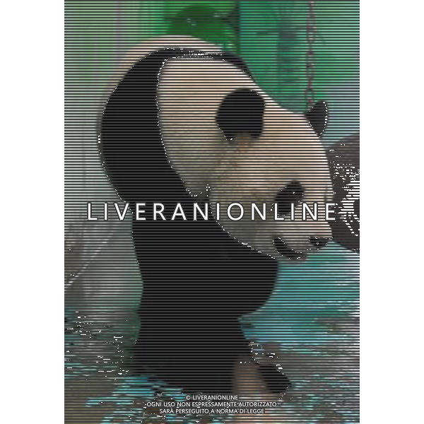 (140318) -- ZHENGZHOU, March 18, 2014 () -- Giant panda Longsheng is seen at the Zhengzhou Zoo in Zhengzhou, capital of central China\'s Henan Province, March 18, 2014. The panda will be sent back to China Research and Conservation Center for the Giant Panda in Sichuan, southwest China, after the death of another panda Jinyi a month ago. Jinyi died on Feb. 9 from a massive hemorrhage and shock triggered by acute gastroenteritis. The death of the seven-year-old female panda was caused by a parasite disease, a virus analysis has revealed. Chinese zoos can lease pandas from Wolong-based China Research and Conservation Center for the Giant Panda in Sichuan. The Zhengzhou Zoo said it would build a new panda house and apply for acceptance again. (/Li An) (ry) ©photoshot/AGENZIA ALDO LIVERANI SAS - ITALY ONLY - Il Panda gigante Longsheng allo zoo di Zhengzhou, capitale della provincia di Henan della Cina centrale, 18 Marzo 2014.