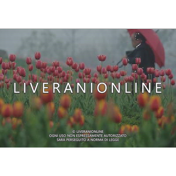 (140329) -- CHANGZHOU, March 29, 2014 () -- A tourist walks amid tulip flowers at a park in Changzhou City, east China\'s Jiangsu Province, March 29, 2014. (/Han Yuqing) (ry) ©photoshot/AGENZIA ALDO LIVERANI SAS - ITALY ONLY - EDITORIAL USE ONLY - Fiori di tulipani in un parco nella citta\' di Changzhou, a est della Cina Jiangsu, 29 marzo 2014