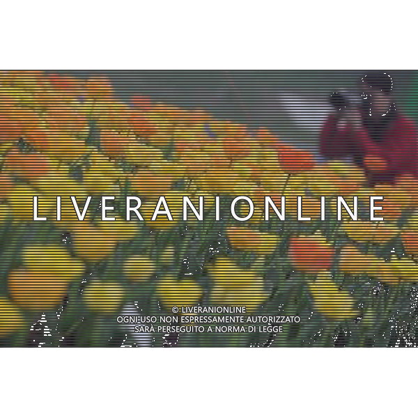 (140329) -- CHANGZHOU, March 29, 2014 () -- A tourist takes photos of tulip flowers at a park in Changzhou City, east China\'s Jiangsu Province, March 29, 2014. (/Han Yuqing) (ry) ©photoshot/AGENZIA ALDO LIVERANI SAS - ITALY ONLY - EDITORIAL USE ONLY - Fiori di tulipani in un parco nella citta\' di Changzhou, a est della Cina Jiangsu, 29 marzo 2014