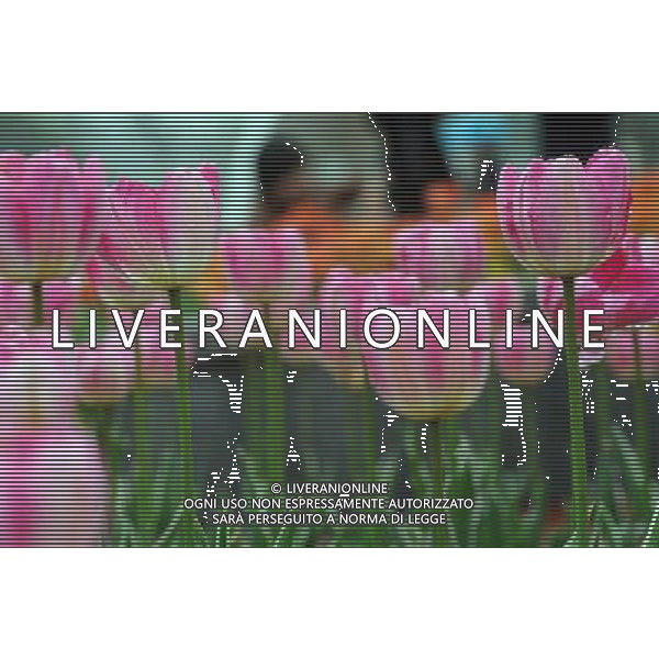 (140329) -- CHANGZHOU, March 29, 2014 () -- Tulip flowers are in blossom at a park in Changzhou City, east China\'s Jiangsu Province, March 29, 2014. (/Han Yuqing) (ry) ©photoshot/AGENZIA ALDO LIVERANI SAS - ITALY ONLY - EDITORIAL USE ONLY - Fiori di tulipani in un parco nella citta\' di Changzhou, a est della Cina Jiangsu, 29 marzo 2014