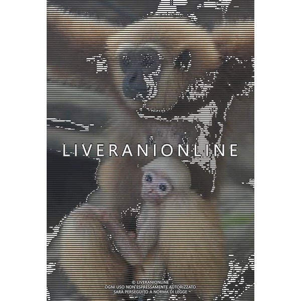 (140312) -- JAKARTA, March 12, 2014 () -- A female Bornean Gibbon holds a baby at the Ragunan Zoo in Jakarta, Indonesia, March 12, 2014. Indonesia\'s top Islamic clerical body has issued a religious fatwa against the illegal hunting and trade in endangered animals in the country. (/Zulkarnain)(zhf) ©photoshot/AGENZIA ALDO LIVERANI SAS - ITALY ONLY - Una femmina di gibbone del Borneocon il suo cucciolo allo zoo di Ragunan a Jakarta, Indonesia, 12 marzo, 2014.