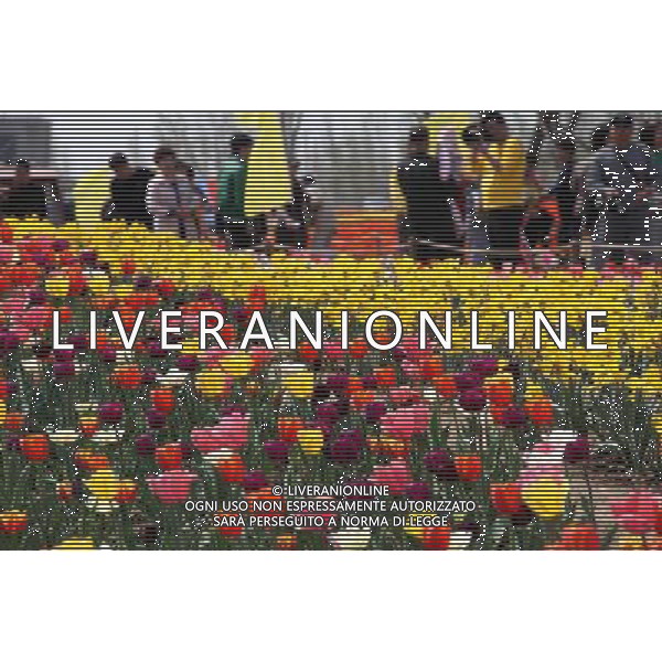 (140406) -- BINZHOU, April 6, 2014 () -- Tourists view tulip flowers in Binzhou City, east China\'s Shandong Province, April 6, 2014. (/Zhang Binbin) (ry) ©photoshot/AGENZIA ALDO LIVERANI SAS - ITALY ONLY - EDITORIAL USE ONLY - FIORI DI TULIPANI