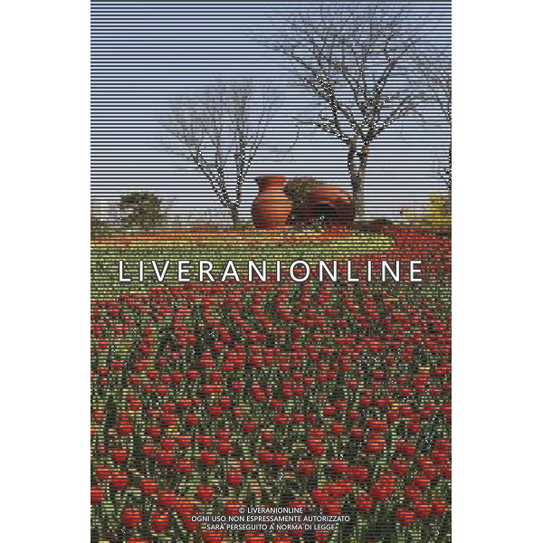 (140406) -- RIZHAO, April 6, 2014 () -- Tulip flowers are in blossom in Rizhao, a coastal city in east China\'s Shandong Province, April 6, 2014. (/Chen Weifeng) (ry) ©photoshot/AGENZIA ALDO LIVERANI SAS - ITALY ONLY - EDITORIAL USE ONLY - FIORI DI TULIPANI
