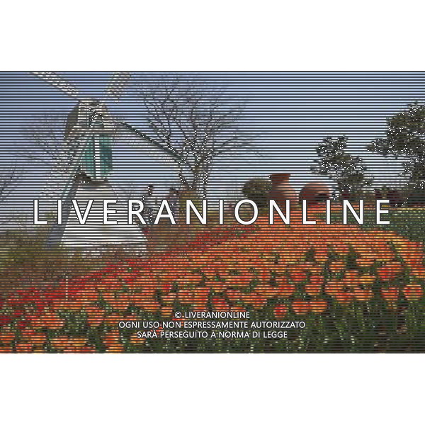 (140406) -- RIZHAO, April 6, 2014 () -- Tulip flowers are in blossom in Rizhao, a coastal city in east China\'s Shandong Province, April 6, 2014. (/Chen Weifeng) (ry) ©photoshot/AGENZIA ALDO LIVERANI SAS - ITALY ONLY - EDITORIAL USE ONLY - FIORI DI TULIPANI