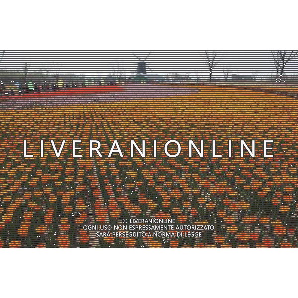 (140406) -- BINZHOU, April 6, 2014 () -- Tulip flowers are in blossom in Binzhou City, east China\'s Shandong Province, April 6, 2014. (/Zhang Binbin) (ry) ©photoshot/AGENZIA ALDO LIVERANI SAS - ITALY ONLY - EDITORIAL USE ONLY - FIORI DI TULIPANI