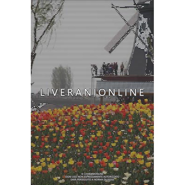 (140406) -- BINZHOU, April 6, 2014 () -- Tourists view tulip flowers in Binzhou City, east China\'s Shandong Province, April 6, 2014. (/Zhang Binbin) (ry) ©photoshot/AGENZIA ALDO LIVERANI SAS - ITALY ONLY - EDITORIAL USE ONLY - FIORI DI TULIPANI