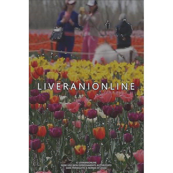 (140406) -- BINZHOU, April 6, 2014 () -- Tulip flowers are in blossom in Binzhou City, east China\'s Shandong Province, April 6, 2014. (/Zhang Binbin) (ry) ©photoshot/AGENZIA ALDO LIVERANI SAS - ITALY ONLY - EDITORIAL USE ONLY - FIORI DI TULIPANI