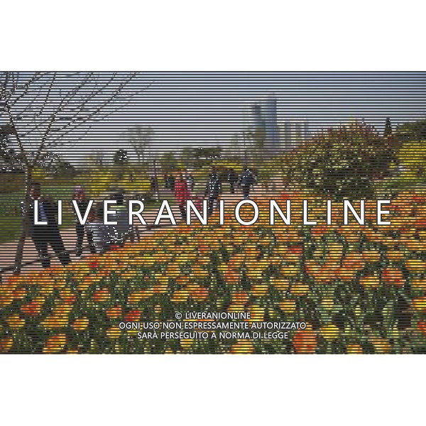 (140406) -- RIZHAO, April 6, 2014 () -- Tourists view tulip flowers in Rizhao, a coastal city in east China\'s Shandong Province, April 6, 2014. (/Chen Weifeng) (ry) ©photoshot/AGENZIA ALDO LIVERANI SAS - ITALY ONLY - EDITORIAL USE ONLY - FIORI DI TULIPANI