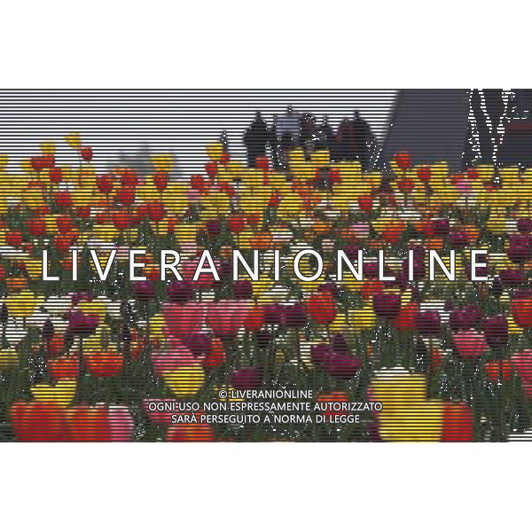 (140406) -- BINZHOU, April 6, 2014 () -- Tulip flowers are in blossom in Binzhou City, east China\'s Shandong Province, April 6, 2014. (/Zhang Binbin) (ry) ©photoshot/AGENZIA ALDO LIVERANI SAS - ITALY ONLY - EDITORIAL USE ONLY - FIORI DI TULIPANI