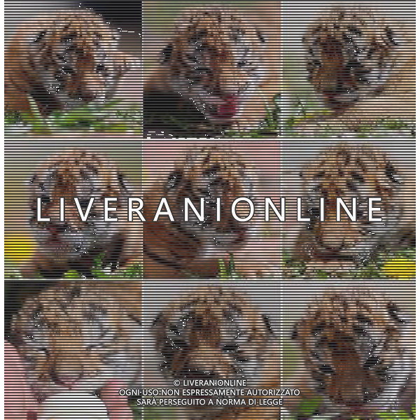 (140406) -- SHENYANG, April 6, 2014 () -- Combo photo taken on April 6, 2014 shows a Siberian tiger cub at the Guaipo Siberian Tiger Park in Shenyang, capital of northeast China\'s Liaoning Province, April 6, 2014. The tiger cub was born ten days ago. (/Zhang Wenkui) (ry) ©photoshot/AGENZIA ALDO LIVERANI SAS - ITALY ONLY - EDITORIAL USE ONLY - Un cucciolo di tigre siberiana nato 10 giorno fa al Guaipo Siberian Tiger Park di Shenyang, capitale del nord-est della Cina provincia di Liaoning, 6 aprile 2014.