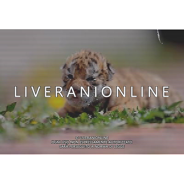 (140406) -- SHENYANG, April 6, 2014 () -- A Siberian tiger cub is seen at the Guaipo Siberian Tiger Park in Shenyang, capital of northeast China\'s Liaoning Province, April 6, 2014. The tiger cub was born ten days ago. (/Zhang Wenkui) (ry) ©photoshot/AGENZIA ALDO LIVERANI SAS - ITALY ONLY - EDITORIAL USE ONLY - Un cucciolo di tigre siberiana nato 10 giorno fa al Guaipo Siberian Tiger Park di Shenyang, capitale del nord-est della Cina provincia di Liaoning, 6 aprile 2014.