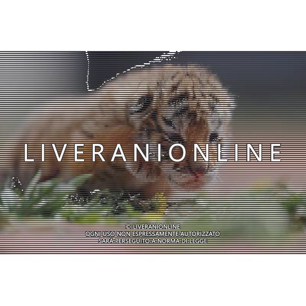 (140406) -- SHENYANG, April 6, 2014 () -- A Siberian tiger cub is seen at the Guaipo Siberian Tiger Park in Shenyang, capital of northeast China\'s Liaoning Province, April 6, 2014. The tiger cub was born ten days ago. (/Zhang Wenkui) (ry) ©photoshot/AGENZIA ALDO LIVERANI SAS - ITALY ONLY - EDITORIAL USE ONLY - Un cucciolo di tigre siberiana nato 10 giorno fa al Guaipo Siberian Tiger Park di Shenyang, capitale del nord-est della Cina provincia di Liaoning, 6 aprile 2014.