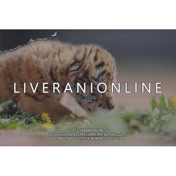 (140406) -- SHENYANG, April 6, 2014 () -- A Siberian tiger cub is seen at the Guaipo Siberian Tiger Park in Shenyang, capital of northeast China\'s Liaoning Province, April 6, 2014. The tiger cub was born ten days ago. (/Zhang Wenkui) (ry) ©photoshot/AGENZIA ALDO LIVERANI SAS - ITALY ONLY - EDITORIAL USE ONLY - Un cucciolo di tigre siberiana nato 10 giorno fa al Guaipo Siberian Tiger Park di Shenyang, capitale del nord-est della Cina provincia di Liaoning, 6 aprile 2014.