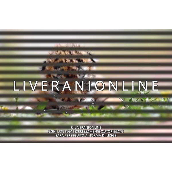 (140406) -- SHENYANG, April 6, 2014 () -- A Siberian tiger cub is seen at the Guaipo Siberian Tiger Park in Shenyang, capital of northeast China\'s Liaoning Province, April 6, 2014. The tiger cub was born ten days ago. (/Zhang Wenkui) (ry) ©photoshot/AGENZIA ALDO LIVERANI SAS - ITALY ONLY - EDITORIAL USE ONLY - Un cucciolo di tigre siberiana nato 10 giorno fa al Guaipo Siberian Tiger Park di Shenyang, capitale del nord-est della Cina provincia di Liaoning, 6 aprile 2014.