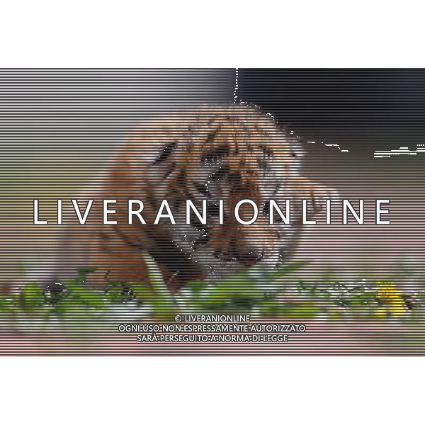 (140406) -- SHENYANG, April 6, 2014 () -- A Siberian tiger cub is seen at the Guaipo Siberian Tiger Park in Shenyang, capital of northeast China\'s Liaoning Province, April 6, 2014. The tiger cub was born ten days ago. (/Zhang Wenkui) (ry) ©photoshot/AGENZIA ALDO LIVERANI SAS - ITALY ONLY - EDITORIAL USE ONLY - Un cucciolo di tigre siberiana nato 10 giorno fa al Guaipo Siberian Tiger Park di Shenyang, capitale del nord-est della Cina provincia di Liaoning, 6 aprile 2014.