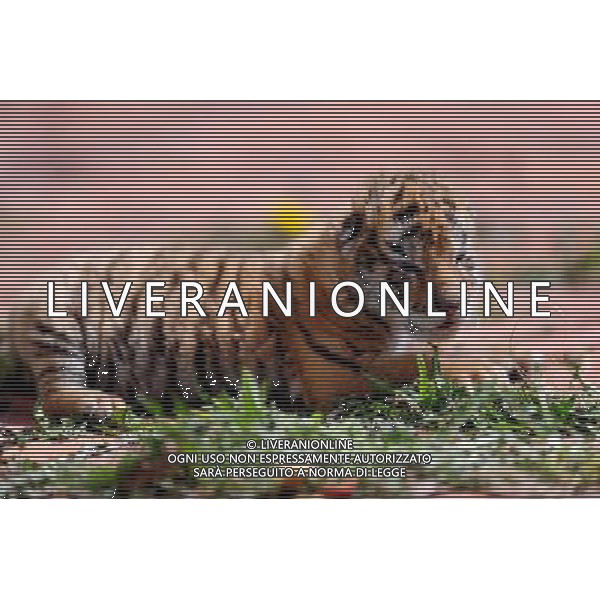 (140406) -- SHENYANG, April 6, 2014 () -- A Siberian tiger cub is seen at the Guaipo Siberian Tiger Park in Shenyang, capital of northeast China\'s Liaoning Province, April 6, 2014. The tiger cub was born ten days ago. (/Zhang Wenkui) (ry) ©photoshot/AGENZIA ALDO LIVERANI SAS - ITALY ONLY - EDITORIAL USE ONLY - Un cucciolo di tigre siberiana nato 10 giorno fa al Guaipo Siberian Tiger Park di Shenyang, capitale del nord-est della Cina provincia di Liaoning, 6 aprile 2014.