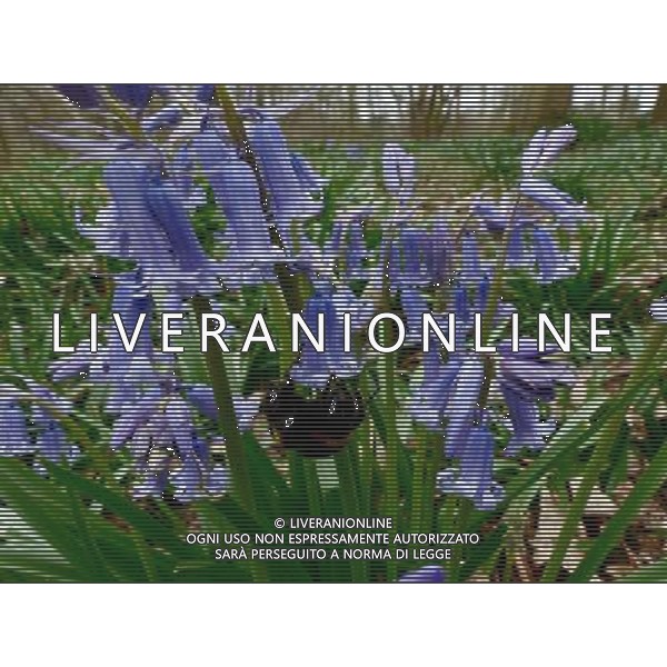 Early Bluebells out in the woods at The old Henley Road Oxfordshire England ©photoshot/AGENZIA ALDO LIVERANI SAS - ITALY ONLY - Campanule di bosco nei pressi della vecchia strada Henley Oxfordshire in Inghilterra